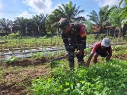 Dukung Ketahanan, Danramil Aruta Pimpin Anggota Bersihkan Kebun Sayuran