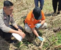 Heboh, Penemuan Kerangka Manusia di Ladang Tebu Probolinggo