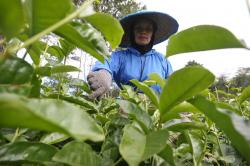 Kebun Teh Wonosari Jadi Tumpuan Hidup Masyarakat Perkebunan