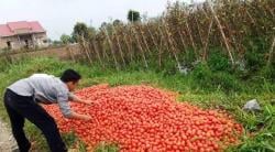 Lagi Harga Tomat Anjlok, Petani di Bener Meriah Alami Kerugian Besar