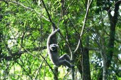 Terancam Punah, Owa Jawa kembali Dilepasliarkan Pertamina EP Subang Field di Hutan Malabar