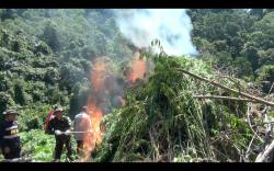 Jelang HUT RI Ke-79, BNN RI Musnahkan 2 Hektar Ladang Ganja