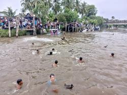 Meriahkan HUT ke-79 RI, Lomba Dayung Perahu dan Tangkap Bebek di Krueng Meureudu