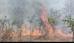 kebakaran Lahan di Sikka, Warga Berusaha Padamkan Api Dengan Alat Seadanya