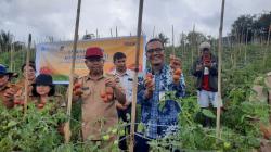 KPw BI Sulut Panen Perdana Tomat Bersama Poktan Kelelondey Makmur