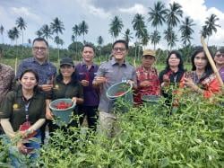 Panen Cabai Perdana di Manado dan Minut, Kepala KPw BI Sulut Berharap Produksi Bisa Berkesinambungan