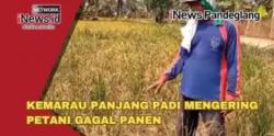 Puluhan Hektare Sawah di Pandeglang Terdampak Kemarau, Petani Gagal Panen