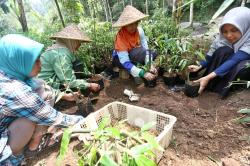 Pusat Budidaya dan Edukasi Bambu Claket Mojokerto