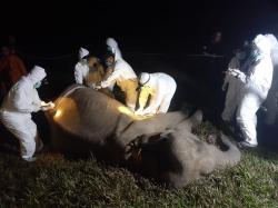 Seekor Gajah Betina Ditemukan Mati di Kawasan TNWK Lampung Timur