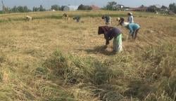 Dampak Kemarau Belasan Hektar Tanaman Padi di Purwakarta Rebah, Petani Panen Dini