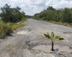 Protes Jalan Rusak, Warga Natuna Tanam Pohon Pisang di Jalan Bandarsyah - Penagi