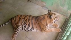 Harimau Sumatera di Medan Zoo Berjuang Lawan Usia