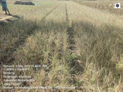 46 Hektar Sawah di Banjarnegara Terdampak Kekeringan, 2 Hektar Dipastikan Puso