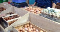 Jelang Bulan Maulud Harga Telur Ayam di Ciamis Merosot