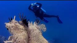 Eksotis !! Pecinta Diving Explore Gugusan Terumbu Karang di Pantai Bilik Sijile