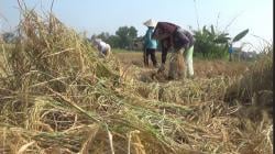 Cegah Kerugian Petani Akibat Kekeringan, Ribuan Hektar Sawah di Purwakarta Diasuransikan