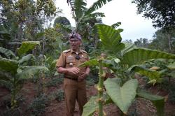 2 Varietas Tembakau Lokal Kuningan Resmi Tersertifikasi, Pj Bupati Dorong Pengembangan Lahan