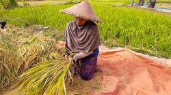 Ratusan Hektar Sawah di Garut Kekeringan Dengan Beragam Kategori