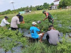 Sinergitas TNI Polri Wujudkan Cooling System dengan Menyambangi Petani Cabe 