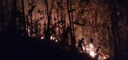 2  Hektar Kebun Jati di Pasir Ipis Ciamis Hangus Terbakar