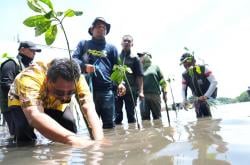 Sepekan Menanam Mangrove, Pj Bahtiar Ucapkan Terima Kasih dan Serukan Keberlanjutan