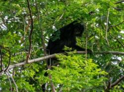 Habitat Rusak, Sekelompok Lutung Masuk ke Sekitaran Permukiman Warga di Desa Cimandiri