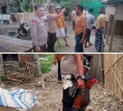 Arena Judi Sabung Ayam Digerebek, Polisi Amankan 4 Ayam Aduan