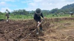 Musim Kemarau, Petani Padi di Sukaraja Tasikmalaya Beralih Tanam ke Palawija