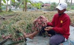 Harga Pasaran Bawang Merah Tinggi, Petani di Kota Banjar Raih Untung