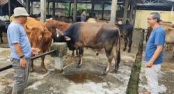 Populasi Sapi Potong di Sumedang Alami Penurunan, Ini Penyebabnya