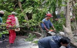 Cuaca Ekstrem, Pemkot Bandung Imbau Masyarakat Waspadai Pohon Tumbang di Jalan Raya