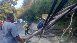 Akibat Angin Kencang, Pohon Albasiah Tumbang di Jalan Nasional Limbangan Garut