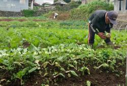 Tak Kunjung Naik, Petani Sayuran Kebingungan Disaat Harga Anjlok