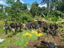 Satgas Gabungan Temukan Ladang Ganja Terbengkalai di Perbatasan Rawan Papua