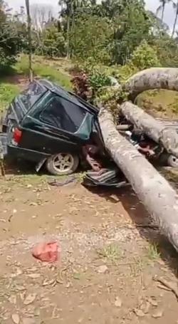 Sekeluarga Tertimpa Pohon Besar saat Liburan di Kebun Durian, 3 Tewas 2 Selamat