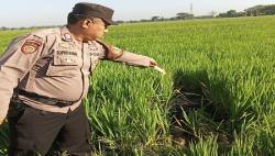 Seorang Pria Ditemukan Meninggal di Persawahan Ngrampal Sragen, Begini Penuturan Polisi