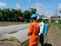 Listrik Aman, Panen Lancar : PLN Beri Solusi Cerdas untuk Petani di Jawa Timur