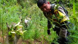 Breaking News! Polres Lumajang Gerebek Ladang Ganja Amankan 365 Batang Tanaman Ganja