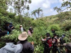 Polres Lumajang Kembali Temukan 16 Titik Lokasi Ladang Ganja, 10 Ribu Batang Tanaman Ganja Diamankan