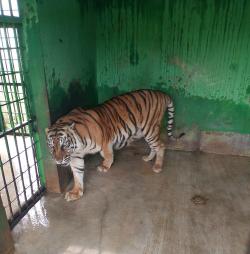 Si Manis Harimau Sumatera Koleksi Medan Zoo Mati Akibat Sakit Tua