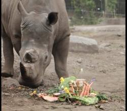 Taman Safari Prigen Beri Tumpeng Untuk Badak Kifaru, Ini Maksudnya