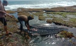 Jadi Tontonan Warga, Hiu Mati Terdampar di Pesisir Pantai Cihara Lebak