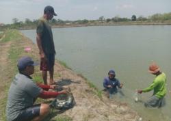 Penyaluran Bantuan Benih Ikan di Cirebon Disorot, Petani Tambak Ungkap Dugaan Penyimpangan