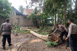 Pohon Kelapa Roboh Timpa Rumah, 2 Warga Kulonprogo Dilarikan ke Rumah Sakit