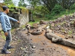 BKSDA Akui Titip 80 Buaya Muara di Cianjur Karena Tak Punya Tempat