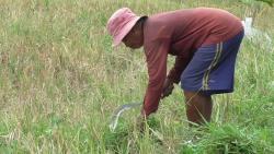 Kekeringan Parah, Ratusan Hektare Sawah di Tarik Sidoarjo Gagal Panen