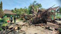 Diterjang Angin Kencang, Pohon Beringin Tumbang Menimpa Dua Ruang Sekolah