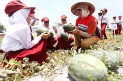 Program Eco Edufarming PHE WMO Makin Cuan, Petani Panen Raya Melon dan Semangka