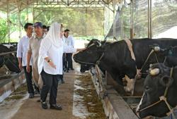 Kota Semarang Punya Potensi  Pengembangbiakan Sapi Wagyu