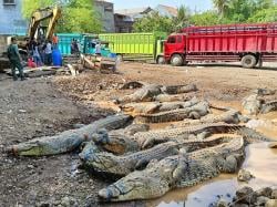 Buaya Penangkaran di Jebrod Cianjur di Evakuasi ke Palembang